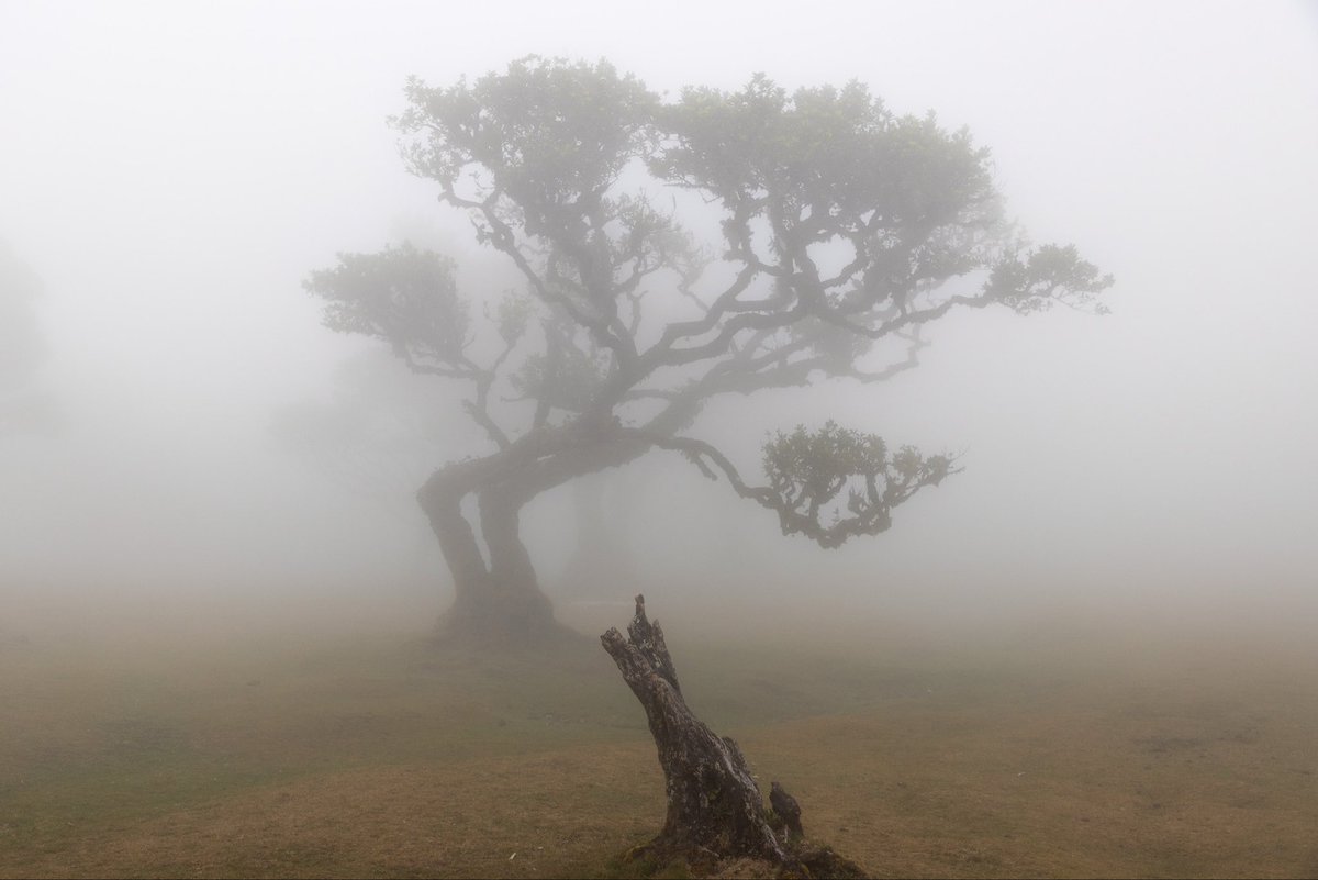 Stephen Diephuis tweet media