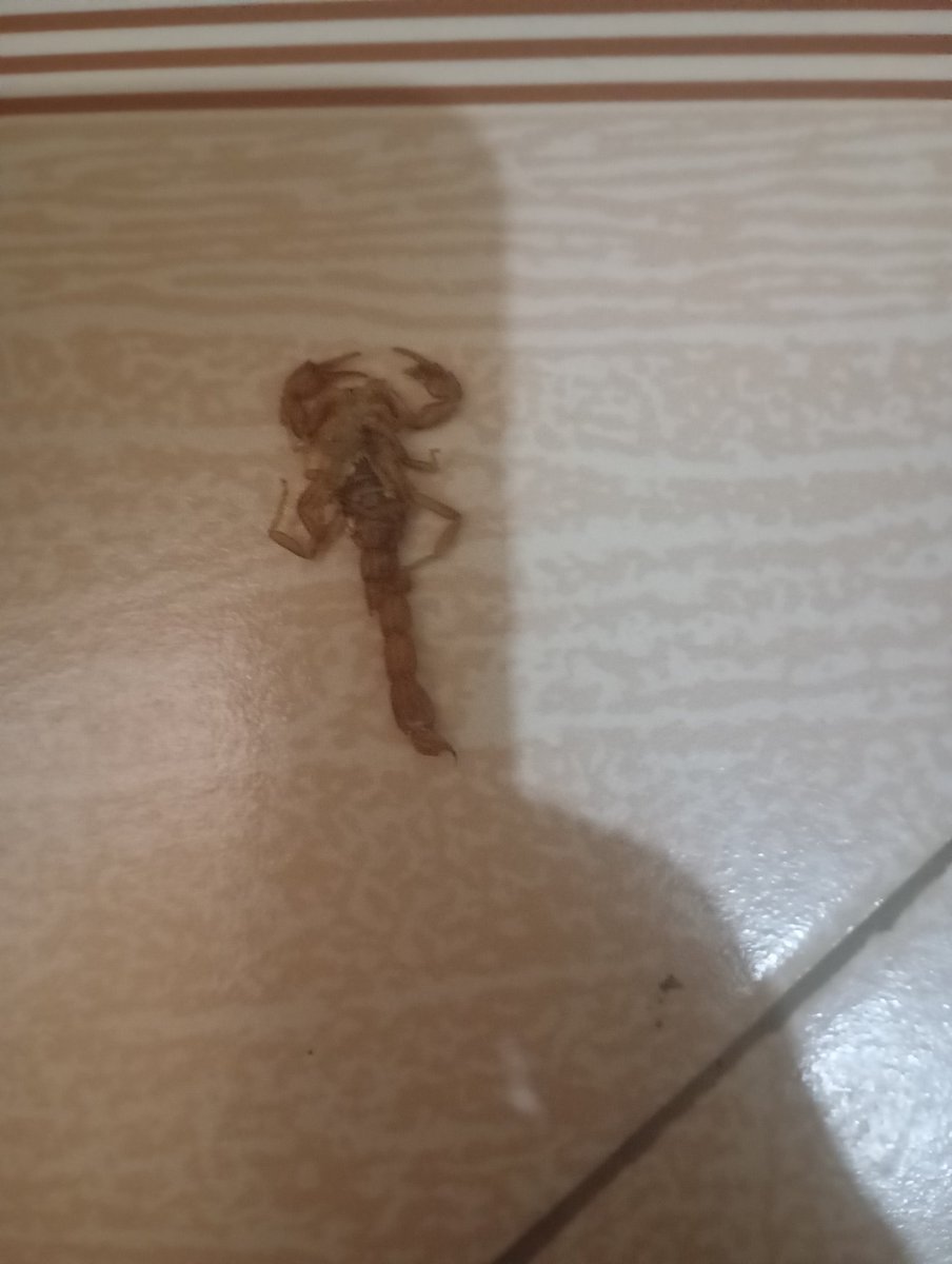 Ja Kamagambo🇰🇪 tweet media