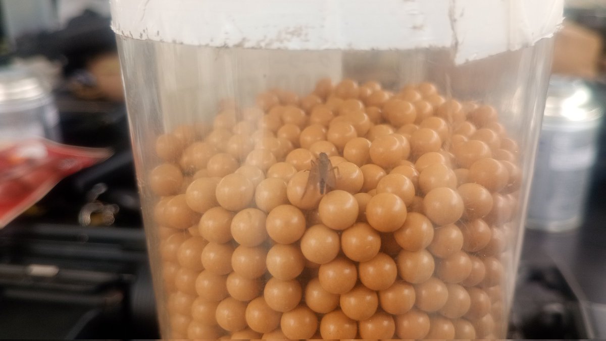 ○かいさん@蜥蜴工廠🦎 tweet media