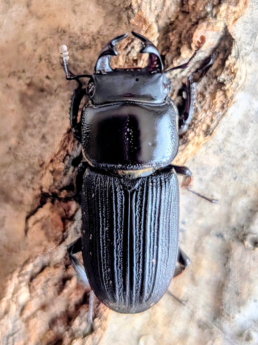 Woodstock代表 tweet media