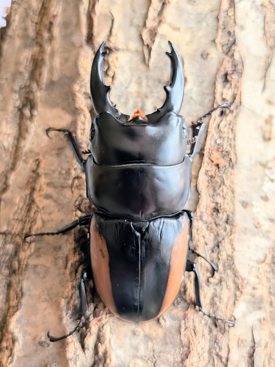 Woodstock代表 tweet media