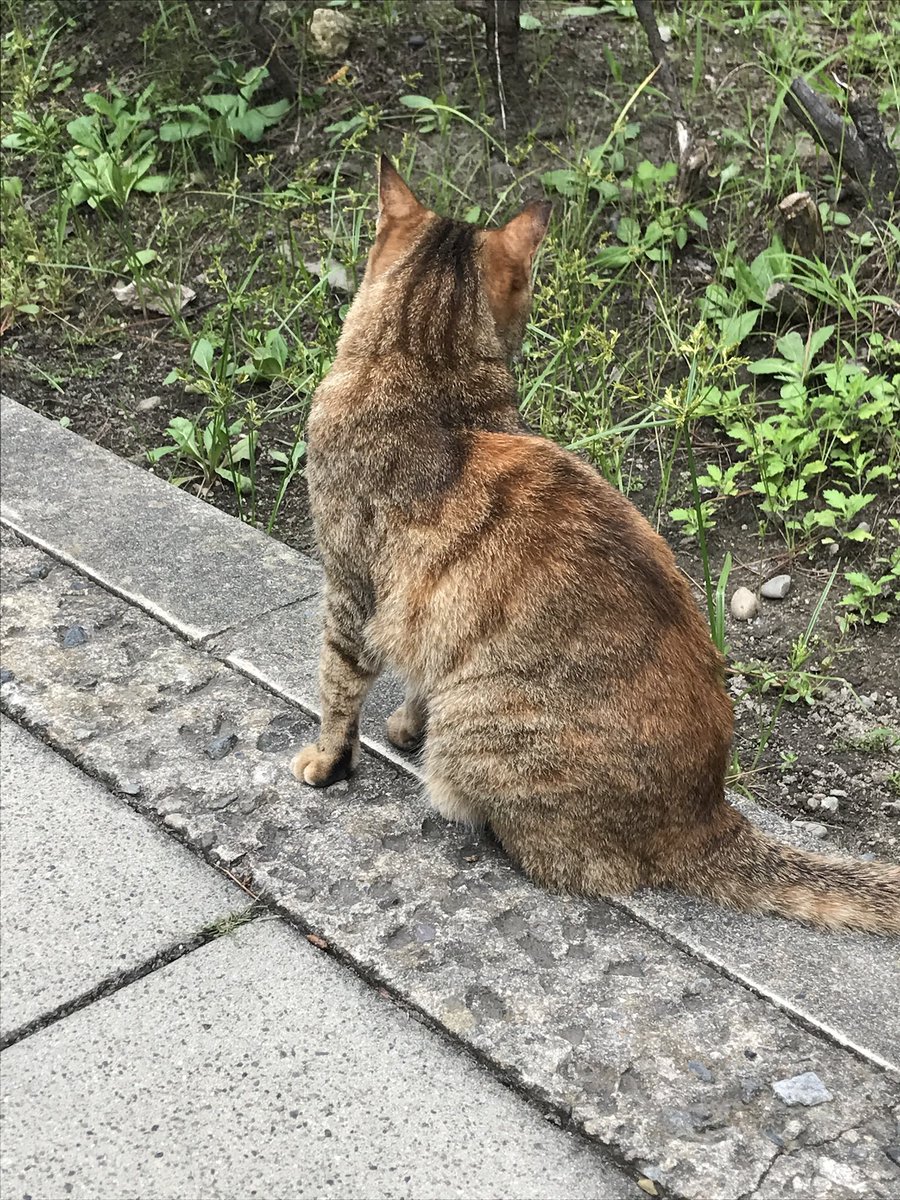 masakichan tweet media