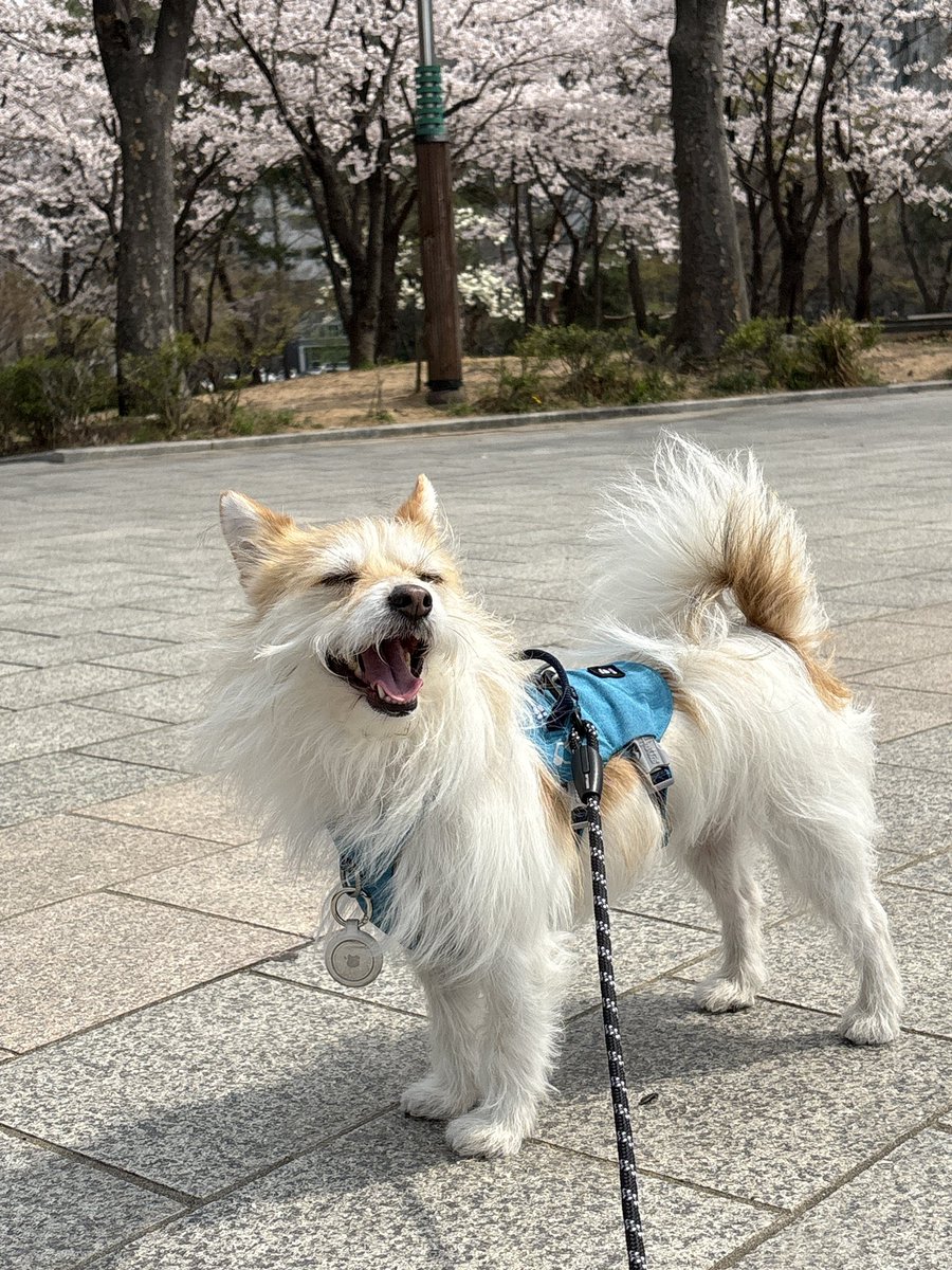 이름은 귀리 🕯️가족 찾은 찰떡 tweet media