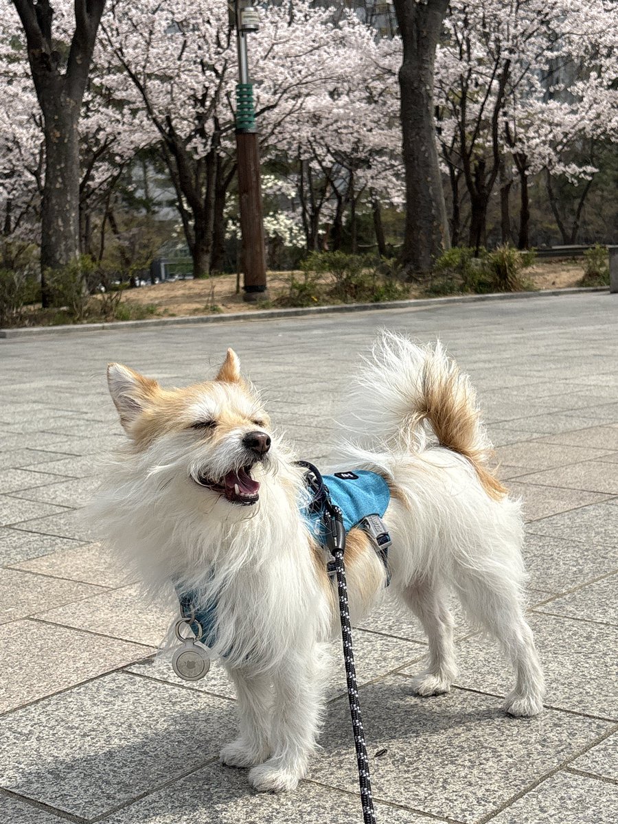 이름은 귀리 🕯️가족 찾은 찰떡 tweet media