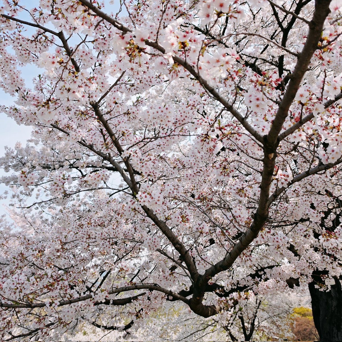 🏈아네트(๑•̀.•́๑)🍊 tweet media