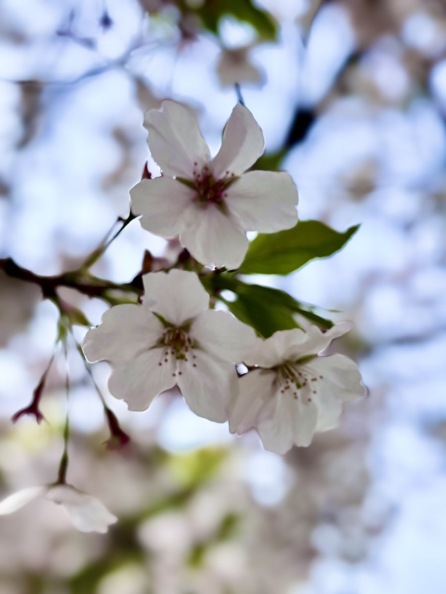 ホワイトムーン tweet media