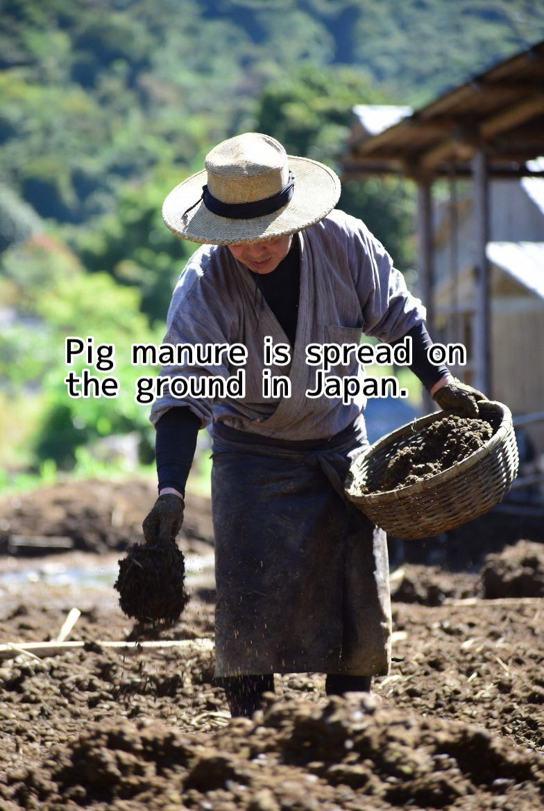 巴御前 tweet media