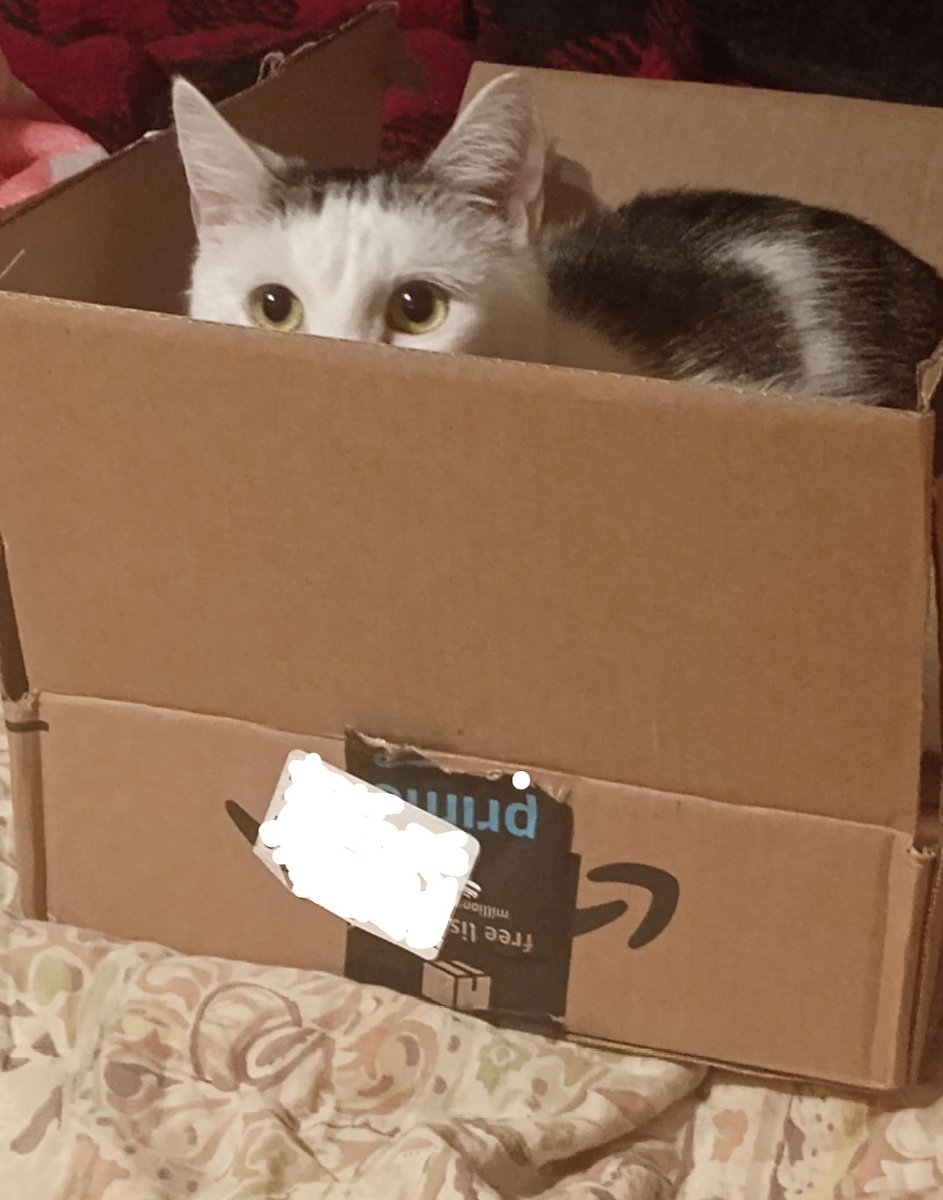 🦅Punished...Repeatedly⚡ tweet media