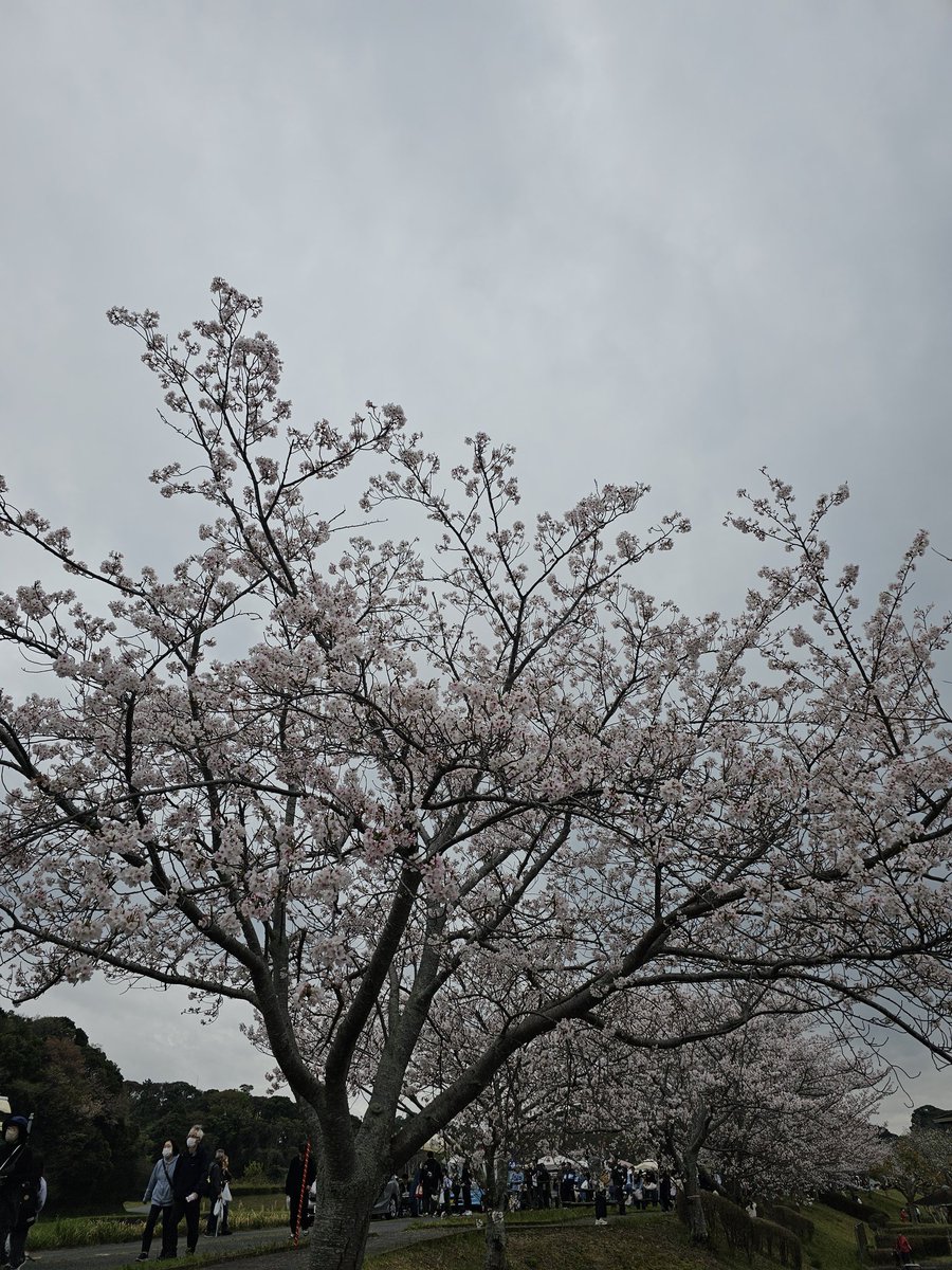 2026.4.4
菊川市 桜マルシェ に出店 
アエル対岸堤防にて

ご利用いただいた皆さん
ありがとうございました

主催の観光協会の皆さん
お疲れ様でした

#クラベ珈琲
#サクラマルシェ
#菊川市観光協会
#魅力あふれる菊川2026
#菊川のみどころフォトコン2026

<a href="/kikugawakanko/">菊川市観光協会</a>