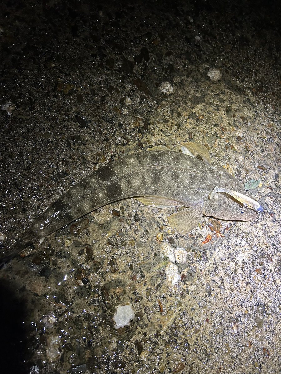 釣りパパ根がかり tweet media