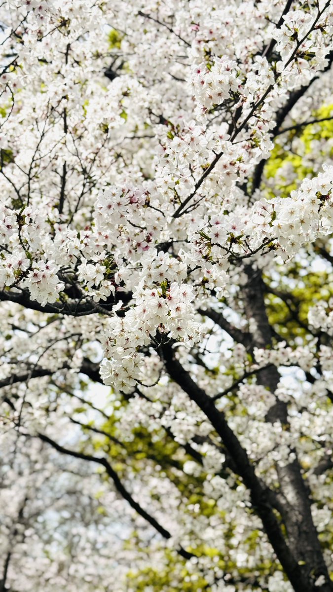 まいみ tweet media