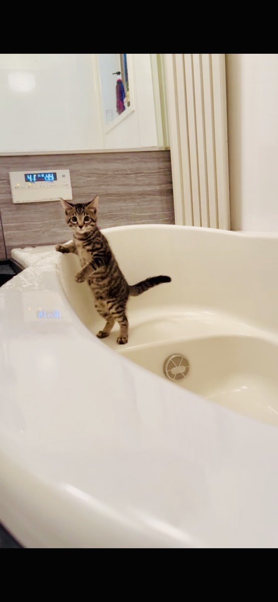 お母ちゃん🐾ᵕ̈こてつ🐾ᵕ̈ぜん🐾ᵕ̈ tweet media