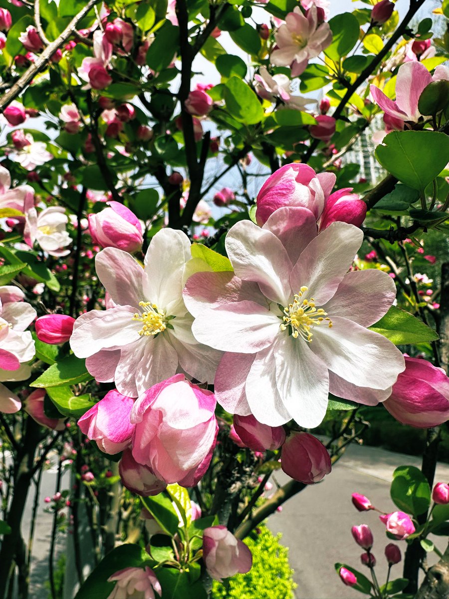 David Andrew（🇨🇳✨ Urban Life Noticer 👀📸） tweet media