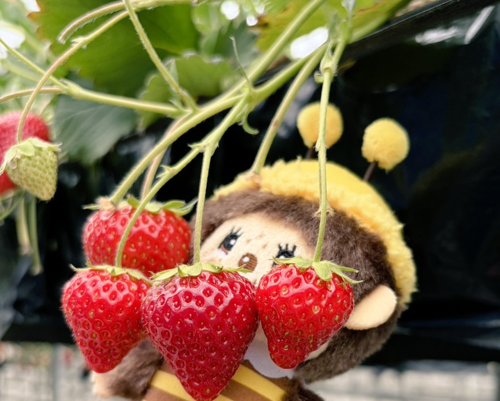 𓈒◌桜◌𓈒 tweet media