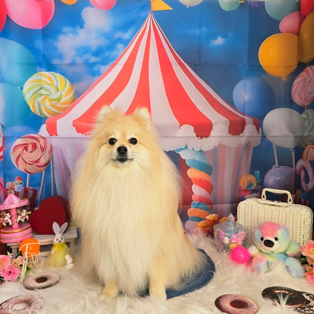 どんあす tweet media