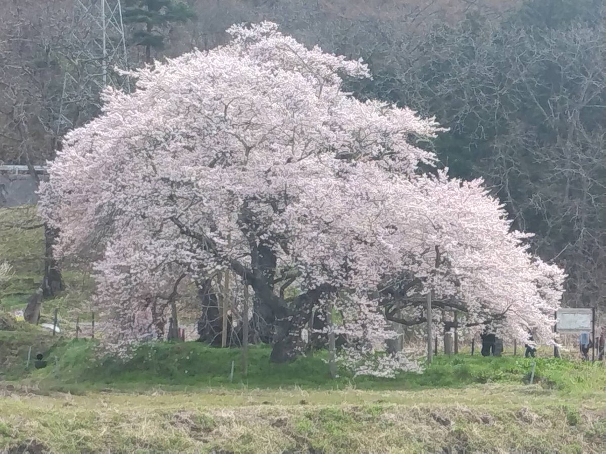 aizujonan's tweet photo. 会津を代表する桜のひとつ、石部桜。樹齢約650年とされる1本桜です。うーん見事です！今年の春は早いですね。早く花見に行かないと！
#桜 #会津 https://t.co/SI7KEMcw0O