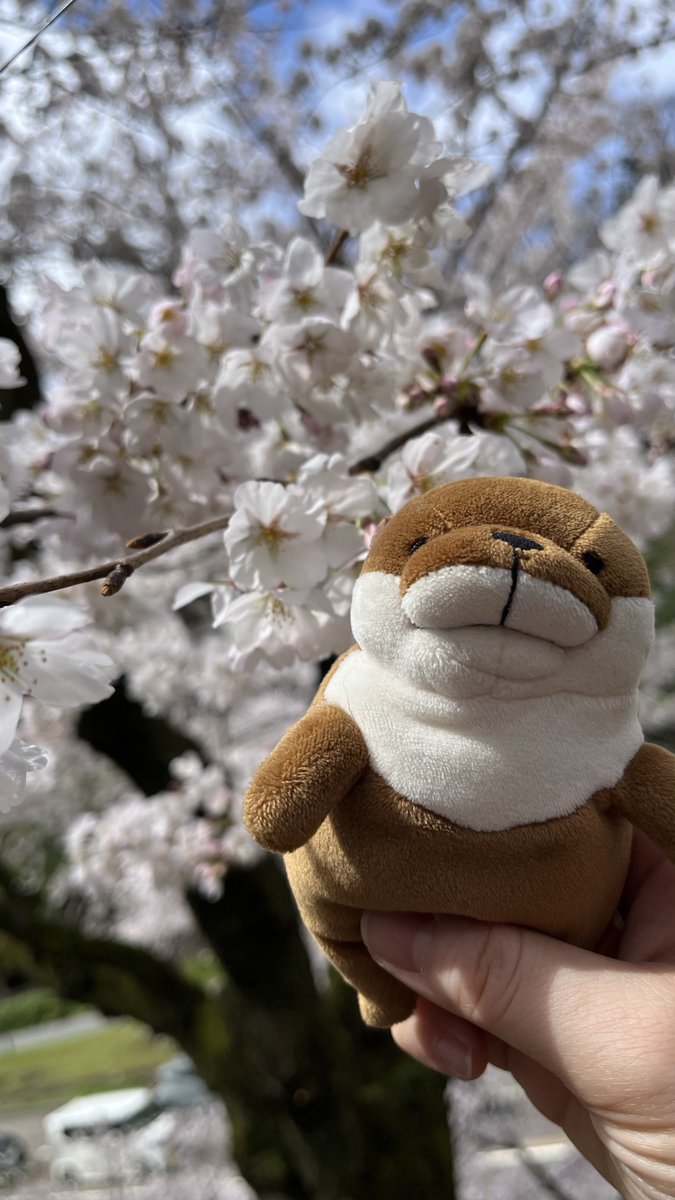 おむたま☁️ tweet media