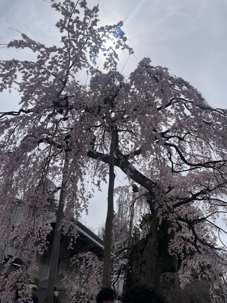 進撃のメリー tweet media