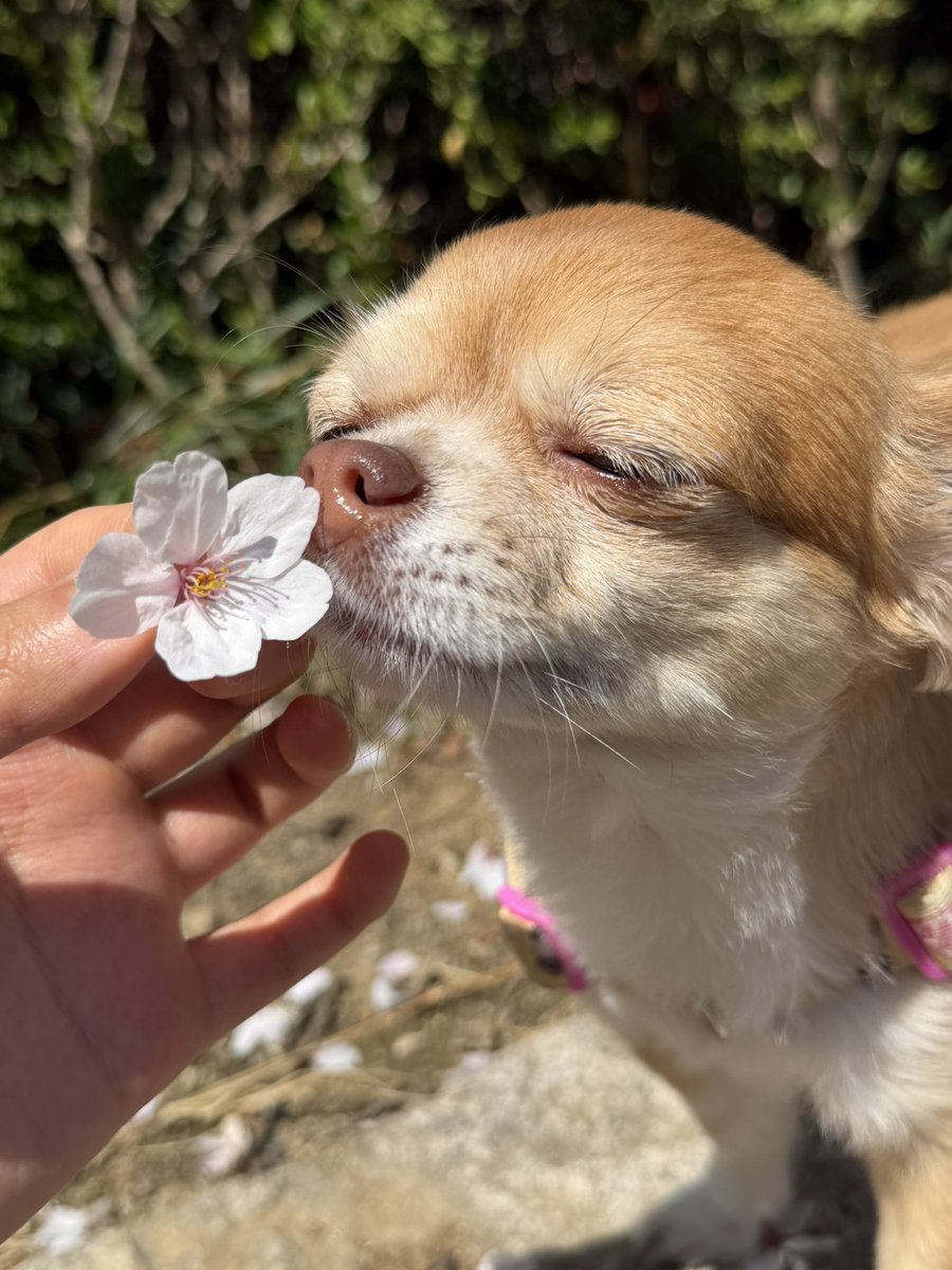 てぇあくさん。 tweet media