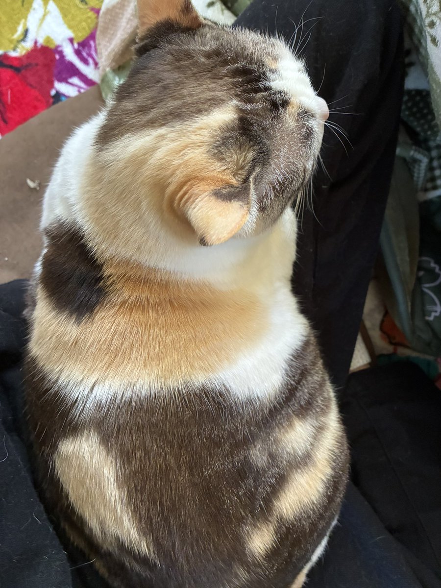 あるせ_Angel tweet media