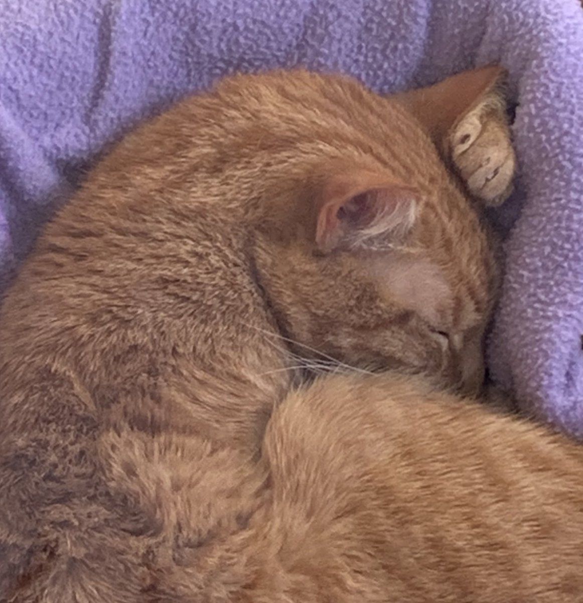 The Amazing AcroCats tweet media