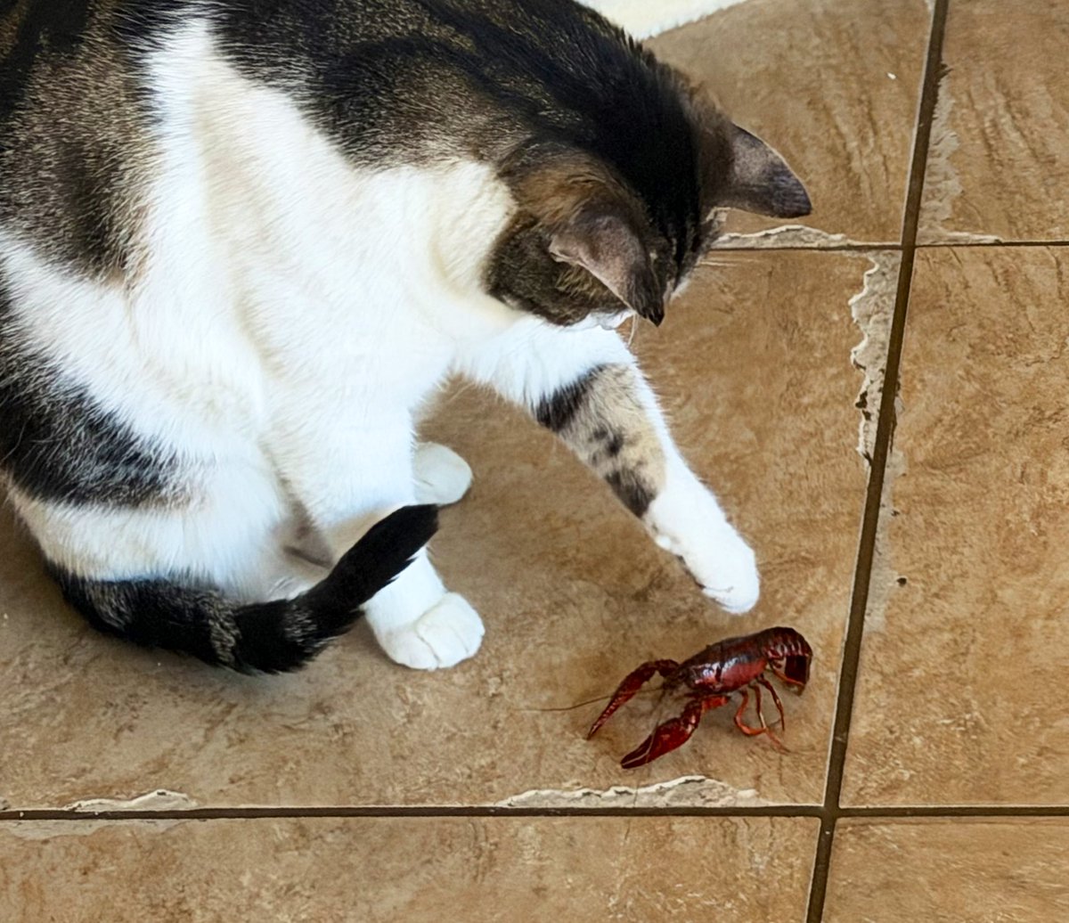 Roast Duck tweet media