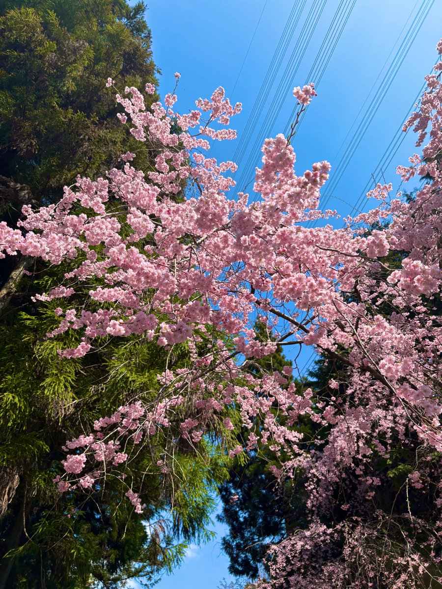 福満 薫 tweet media