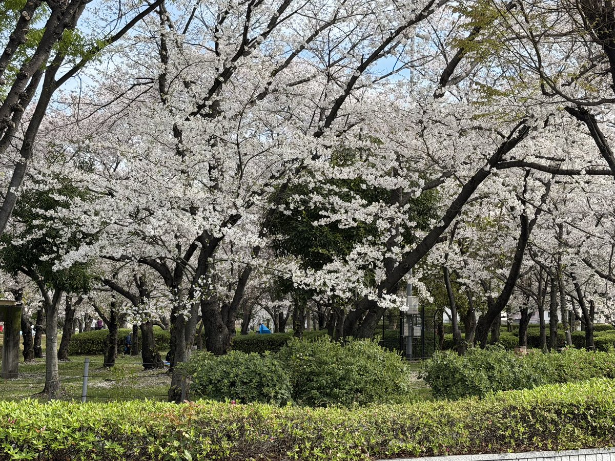 K Hishikawa tweet media