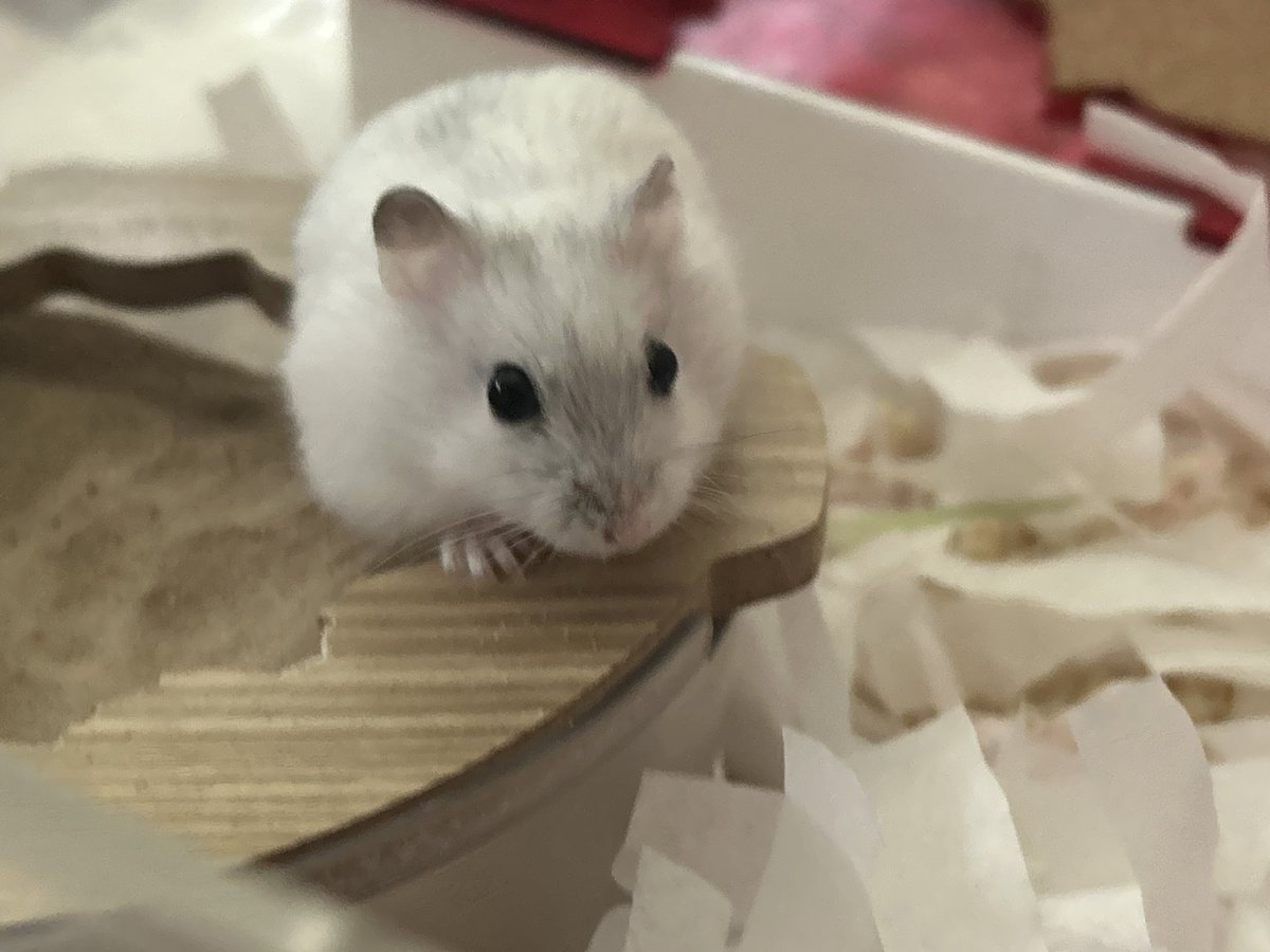 쪼랭🎶(호떡이 입양 예약 완) tweet media