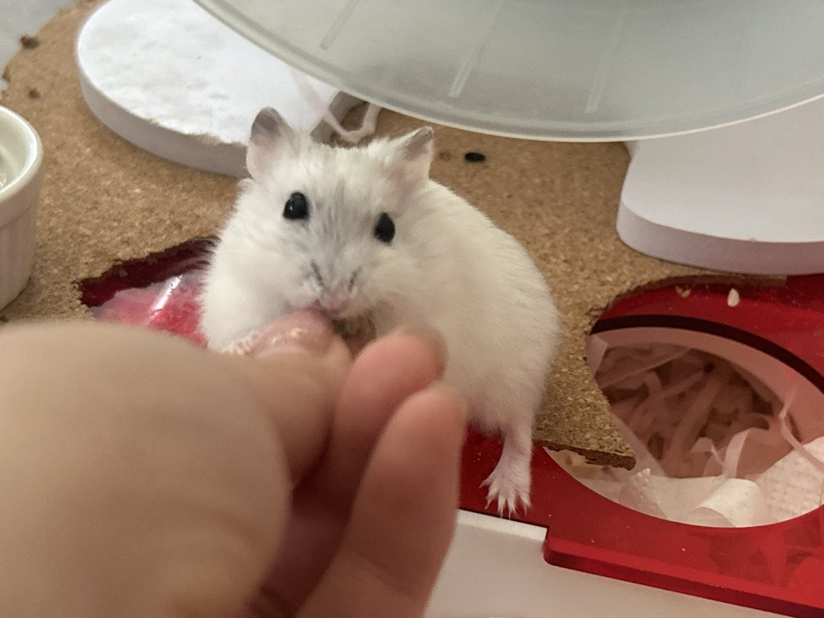 쪼랭🎶(호떡이 입양 예약 완) tweet media