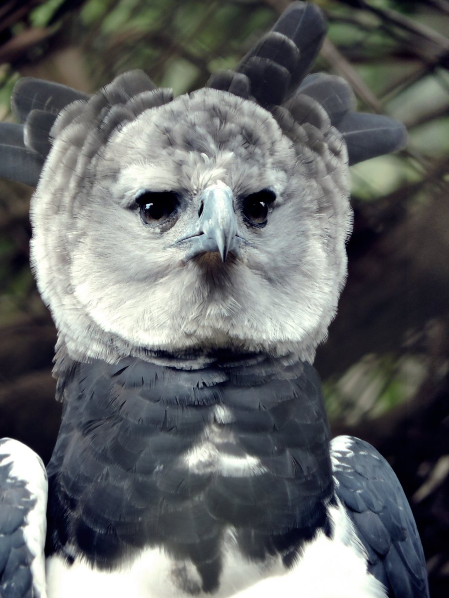 neightglobal tweet media