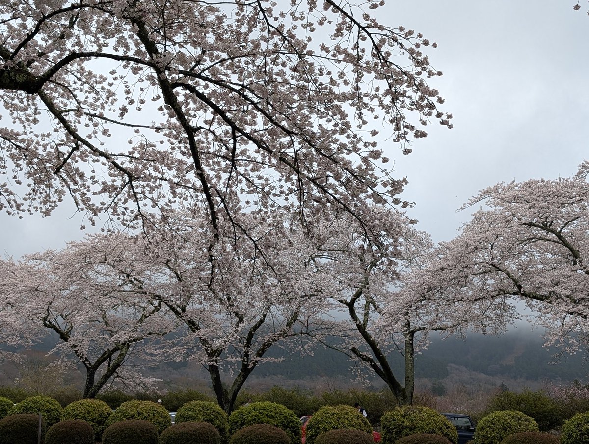 しいば tweet media