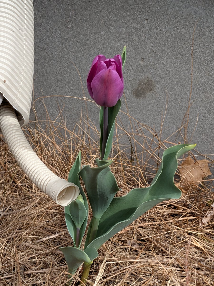 れい ⍤⃝ヒトリゴト tweet media