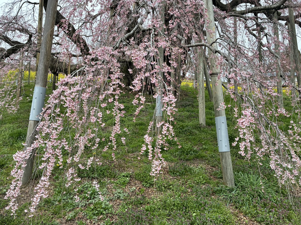 三春まちづくり公社 観光部（三春滝桜） tweet media