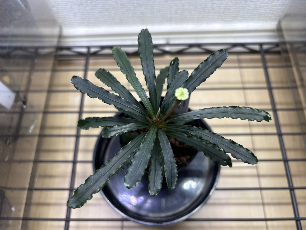 みんと🦐🌱 tweet media