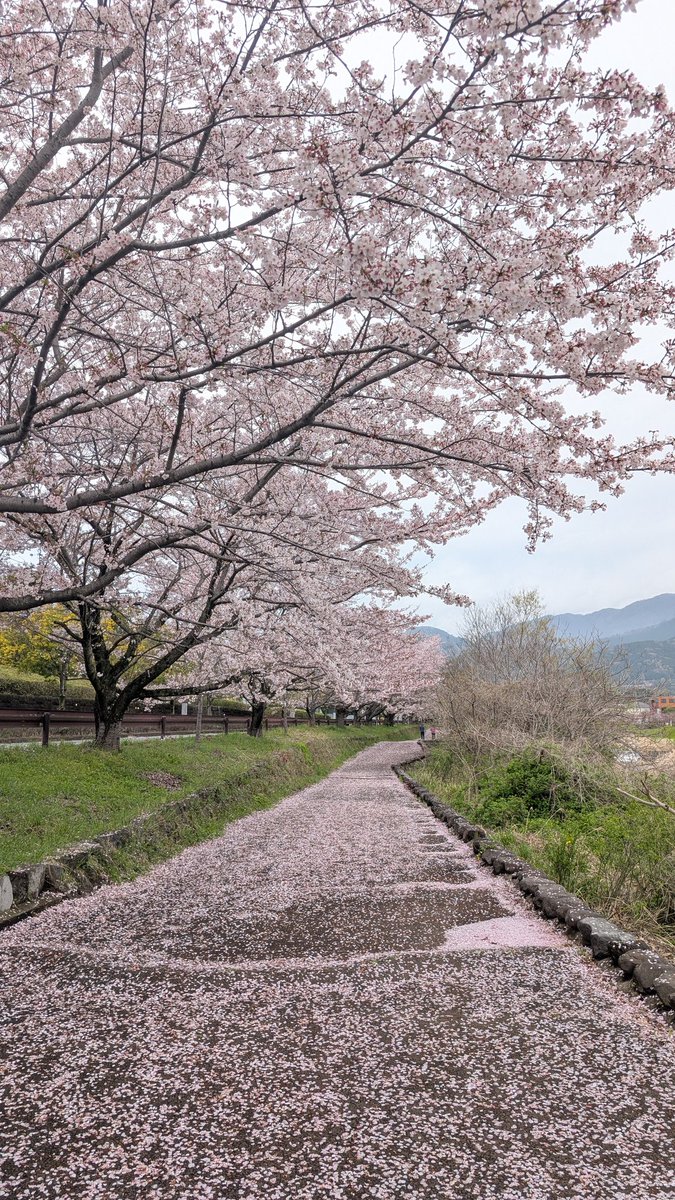 遊牧舎銕仙(回復中) tweet media