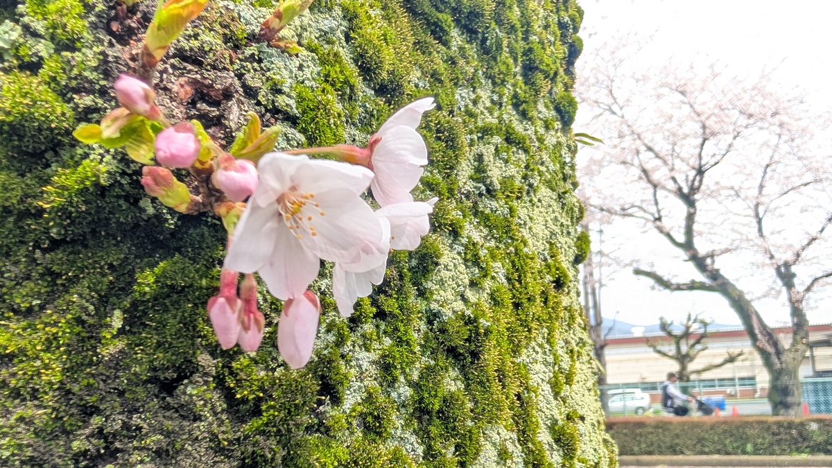 遊牧舎銕仙(回復中) tweet media