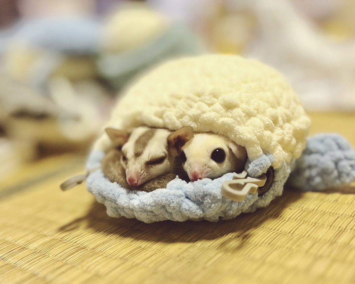 ちまき商會 tweet media