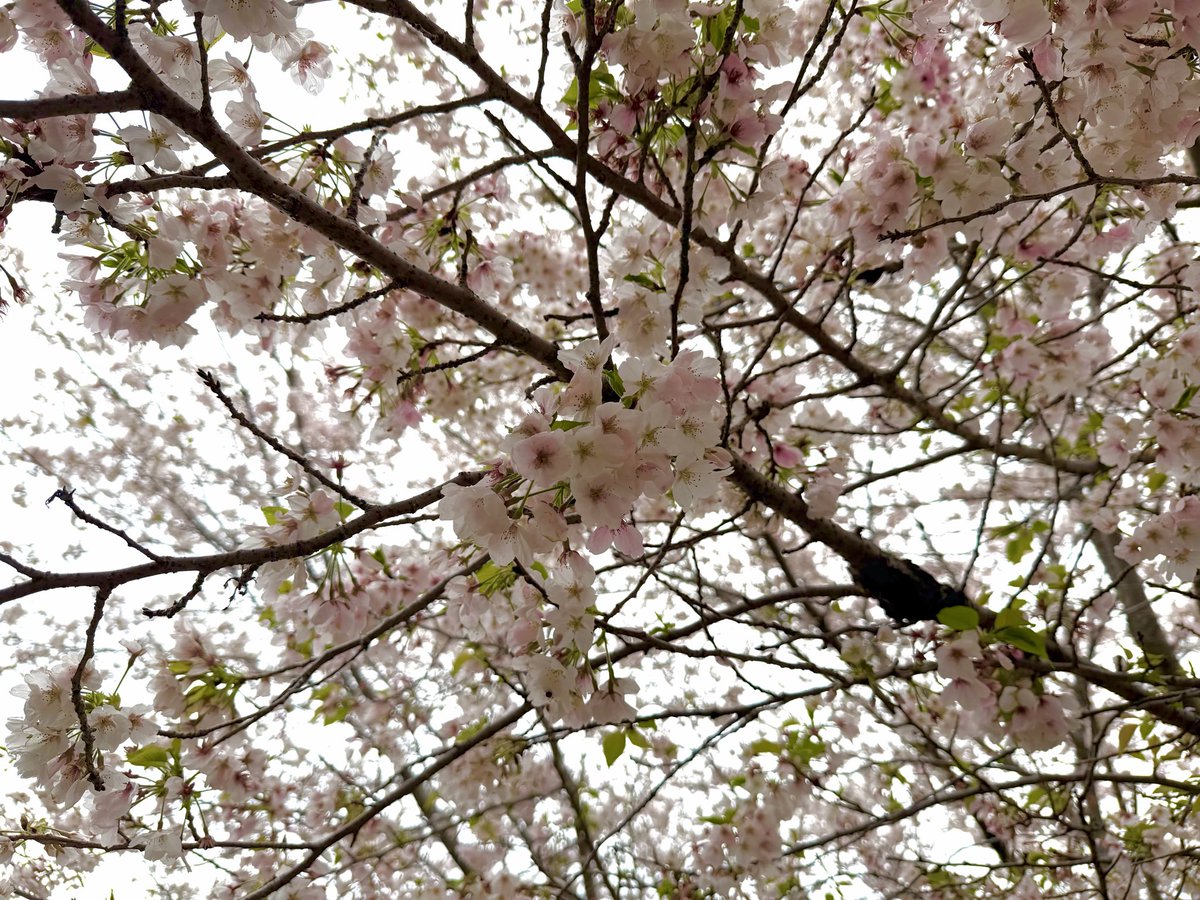 kaku4tre's tweet photo. 今年は葉っぱよく出てるお花見🌸 https://t.co/x3u4hzQCOV