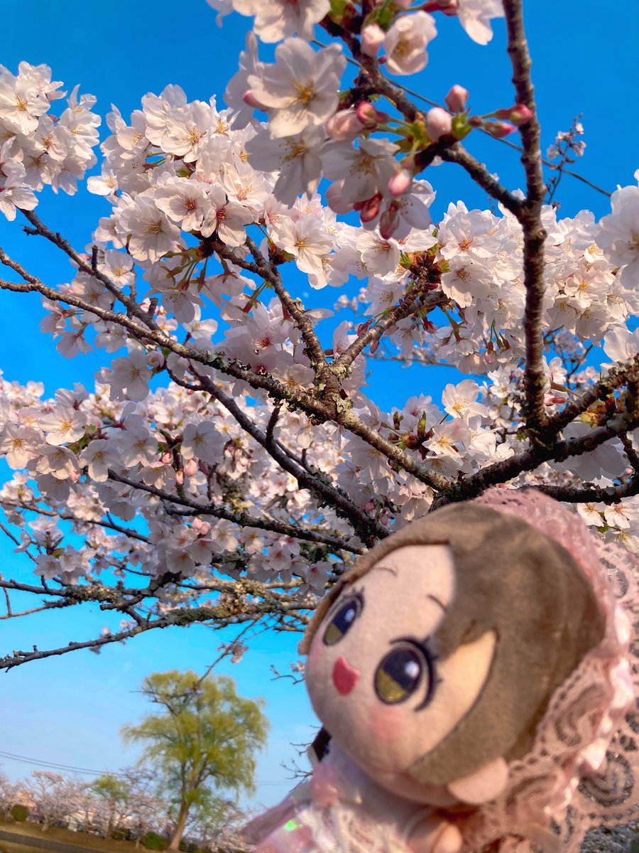 すずねこの日常 tweet media