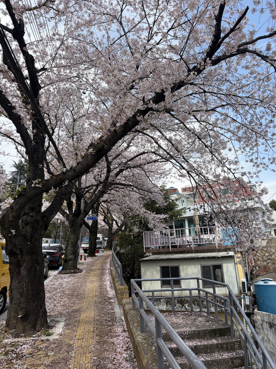 paramita37's tweet photo. 산책길 벚나무와 카페는 마음에 드는데, 커피 대신 쑥차를 마시는 건 좀 아쉽네. 하루 커피 두 잔 마셔내는 신체가 부럽다. https://t.co/PNXAmmpbjP