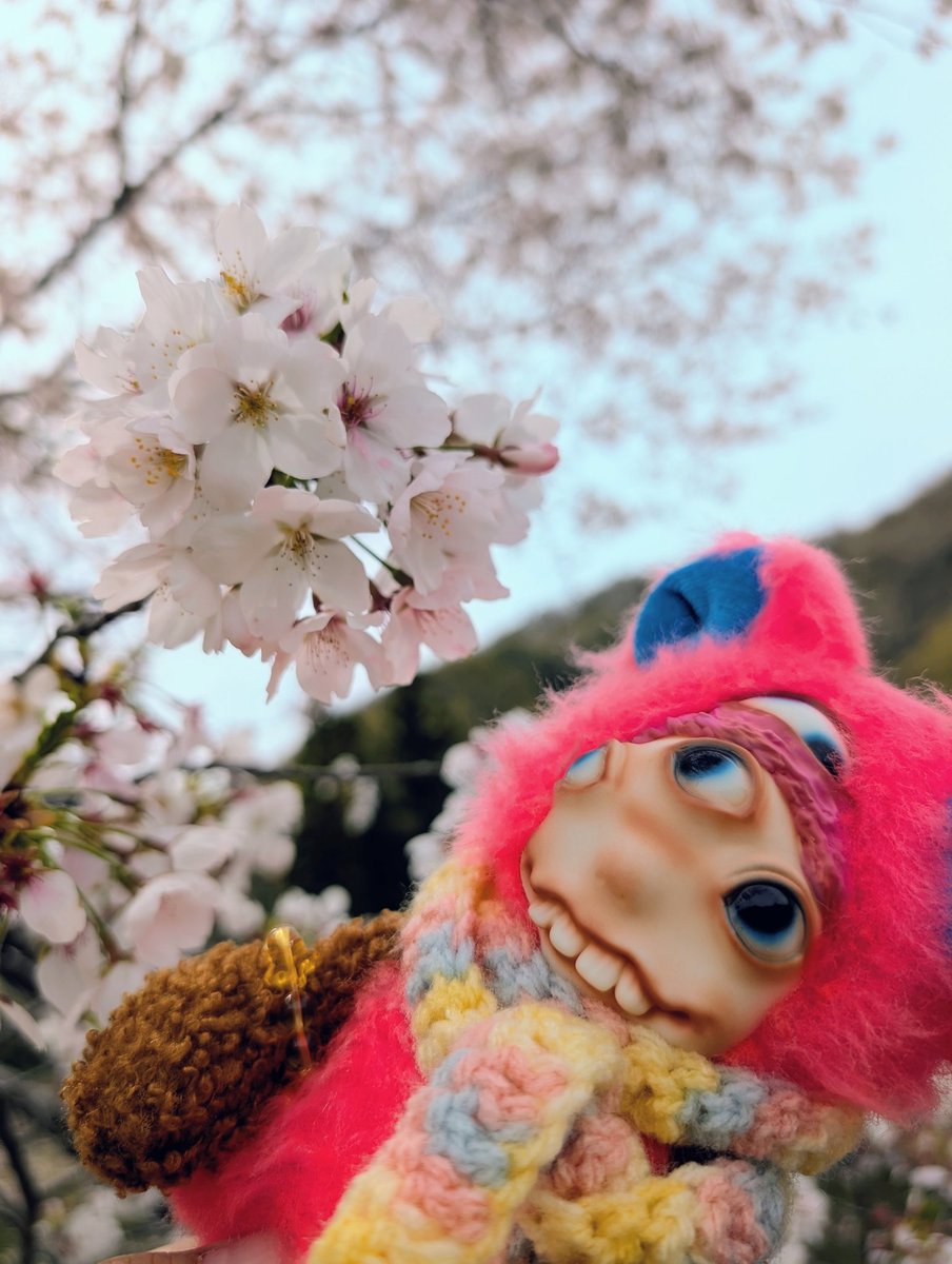 🐰｢結構散っちゃってるな｣
🧸｢落ちる〜✨｣
昨日の雨でだいぶ散ってたね🌸