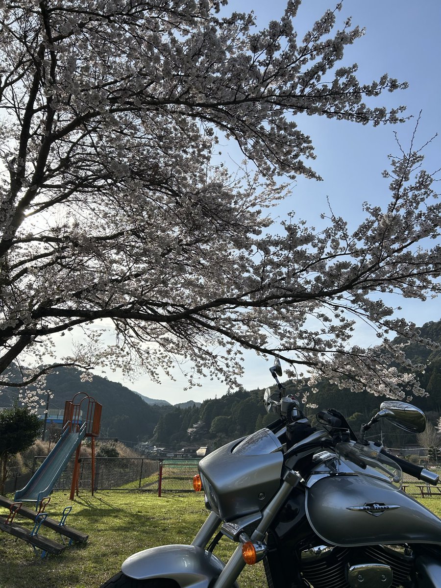 arataka013's tweet photo. ブル様と今年の桜 https://t.co/Pf1hZucfMe