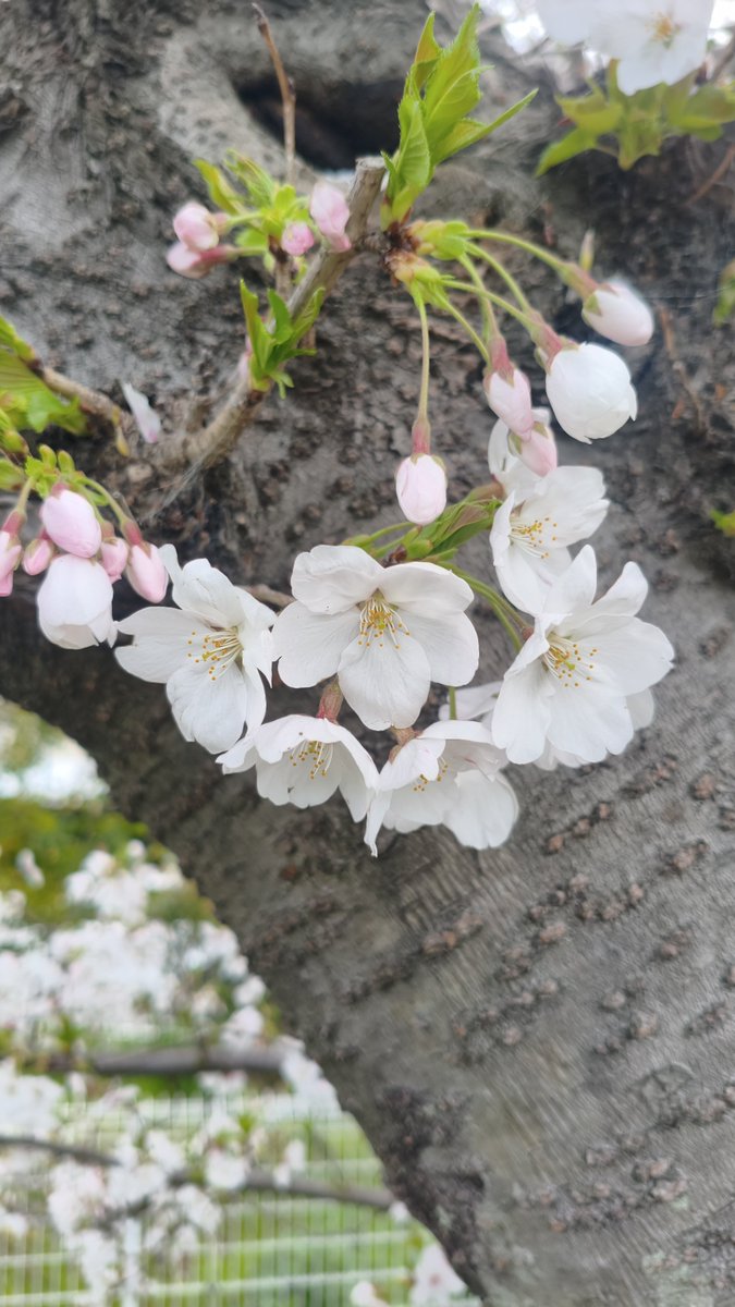 みちまん tweet media