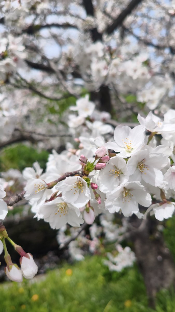 みちまん tweet media