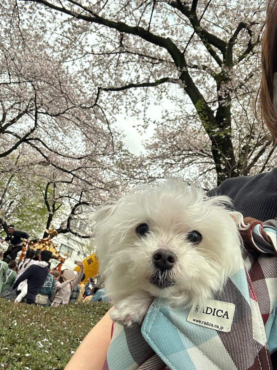 ハ二力ム tweet media