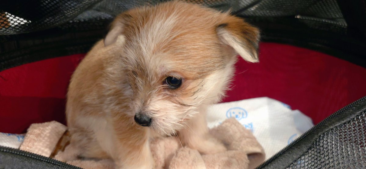 ファニュ tweet media