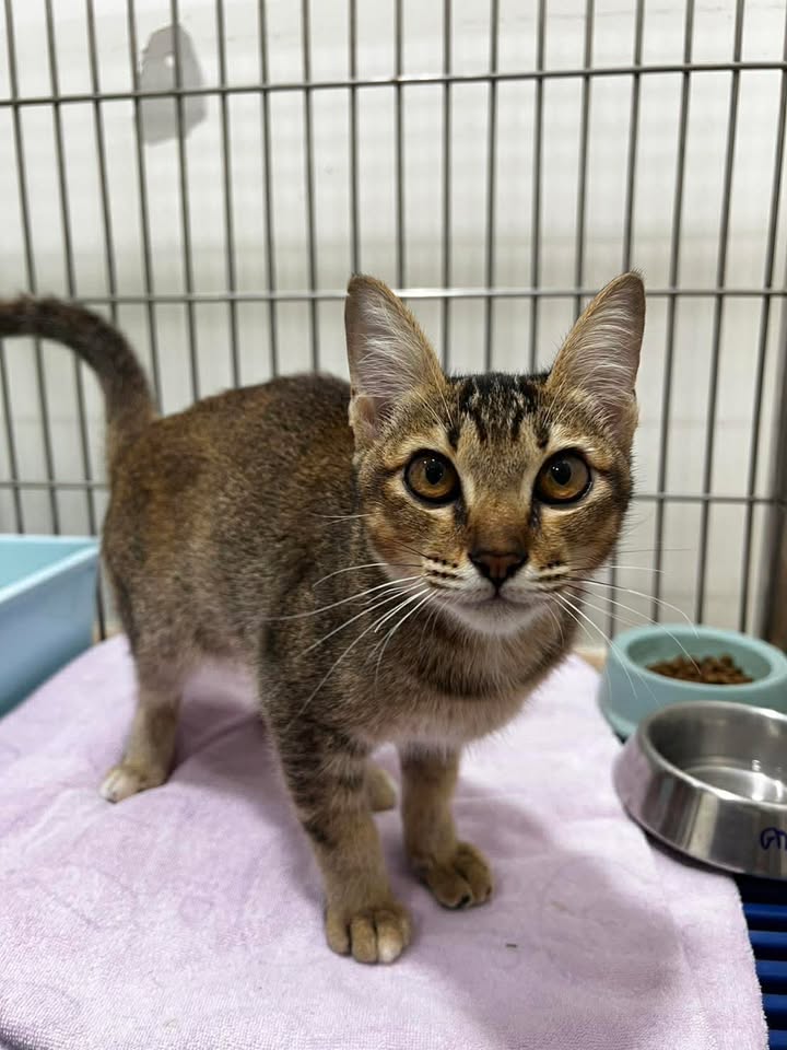 🏠 หาบ้านให้น้องแมว 🏠 (ฝากประกาศ)
ตัวเมีย 4 เดือน
ไม่รู้หลงมาหรือโดนปล่อย 
น้องน่ารัก ขี้อ้อนมาก ปลอดโรค จะฉีดวัคซีนเข็มแรกให้ค่ะ

พิกัด ตลาดโพธาราม ราชบุรี
ออม 0824960669

ใครสนใจรับดูแลติดต่อหาเจ้าของได้เลยนะคะ หรือ ช่วยกันรีกระจายข่าวก็ได้ค่า