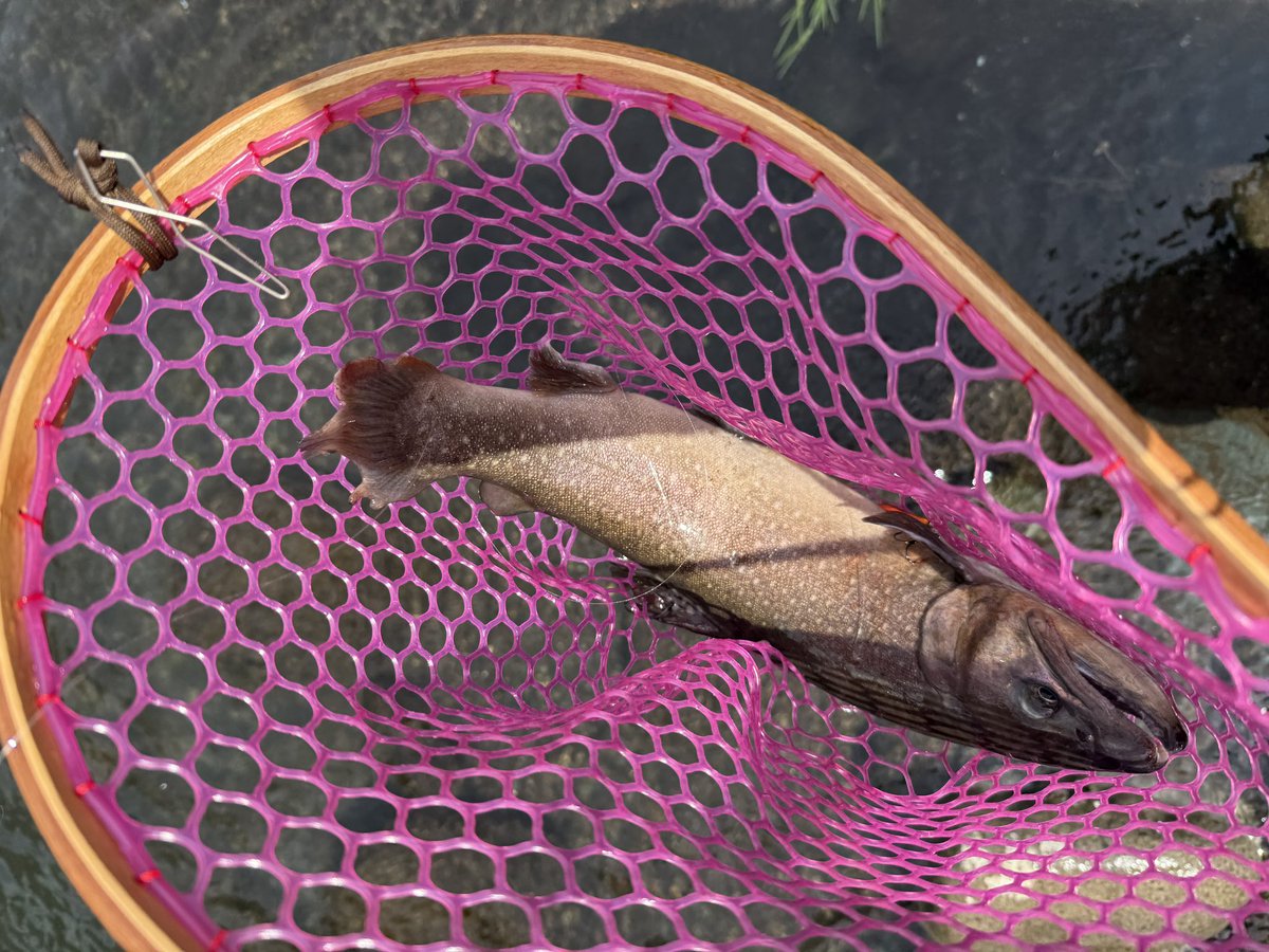 藤原🇯🇵”Bigfoot ∴”忍。 tweet media