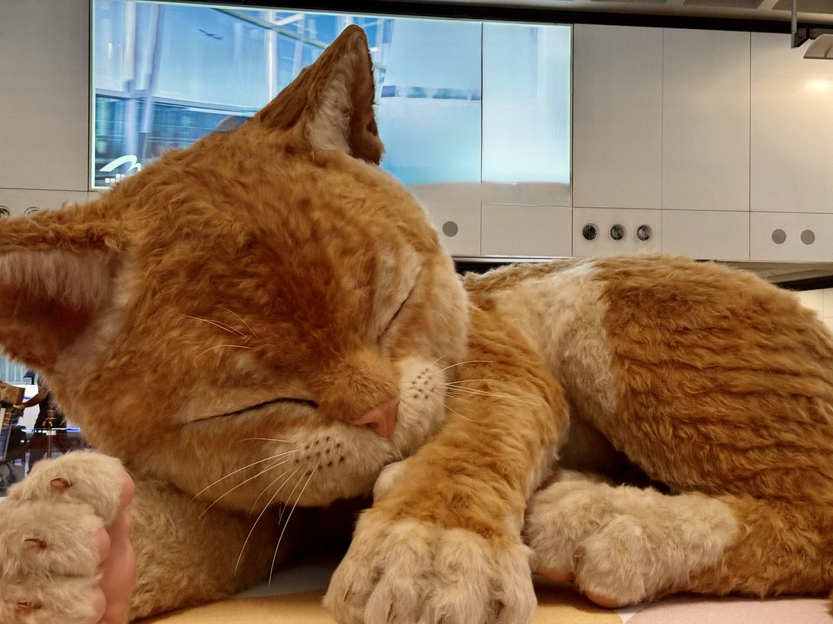 Max Chan.マックX・ちゃん tweet media